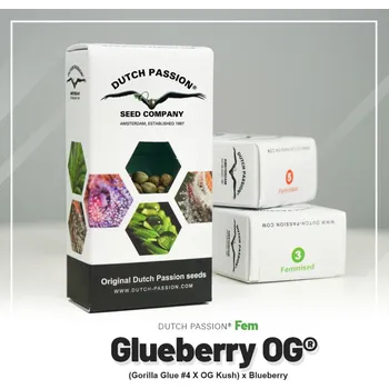 Semeno Glueberry O.G.® fem. (balení 3)