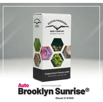 Semeno Auto Brooklyn Sunrise® fem. (balení 3)