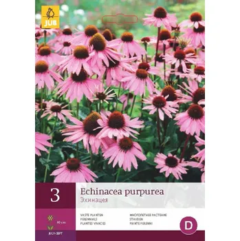 Cibulovina JUB Holland Třapatka Echinacea Purpurea I 3 ks