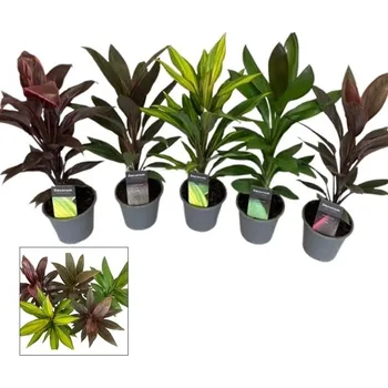 Sazenice Cordyline - dračinec 40 cm