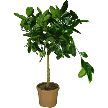 Sazenice Limetka aurantifolia zelená - Lime werde
