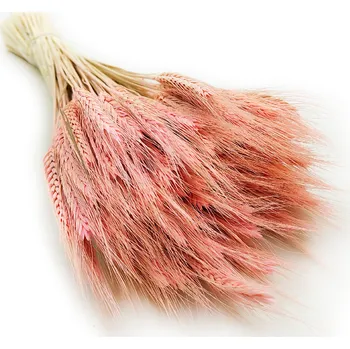 mech-mech.cz Tritikále (Titicosecale) - Růžové