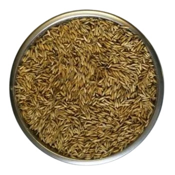 Krmivo pro hospodářské zvíře ZS Dynín Oves krmný zrno 25 kg