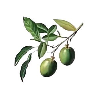 samolepka Samolepky - listy rostlin II (sada 5 ks)