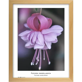 Rám na obraz Tradag Rámeček Natura přírodní 30x40