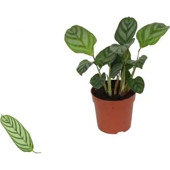 Sazenice Ctenanthe setosa Compactstar