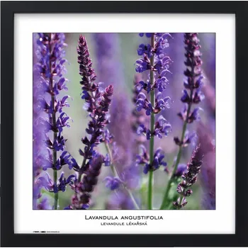 Rám na obraz Tradag Rámeček Natura černý 40x40