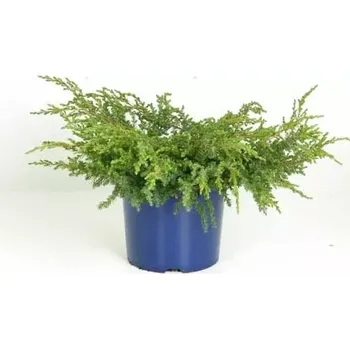 Jalovec Repanda (Juniperus communis Repanda)