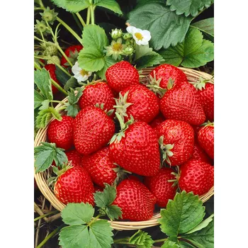 Semeno Jahodník 'Federica' 12 ks pozdní Sazenice: Frigo sadba "A" standard 12 ks