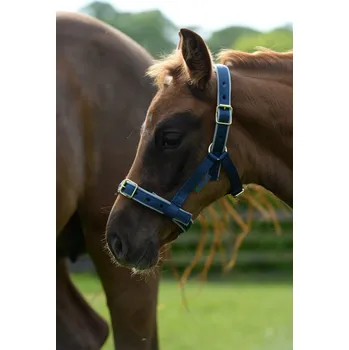 Bucas Ohlávka Dublin Bucas, hříběcí, navy/silver FULL