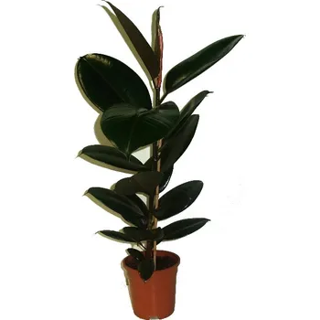 Sazenice Ficus elastica abidjan 30 cm