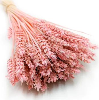 mech-mech.cz Sušená Pšenice - Růžová