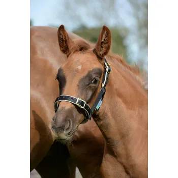 Bucas Ohlávka Dublin Bucas, hříběcí, black/silver FULL