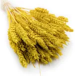 mech-mech.cz Sušené Pšenice - Žlutá