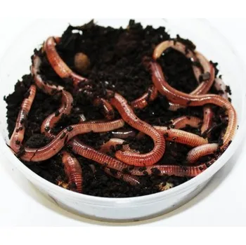 Žížaly Dendrobeny 15ks