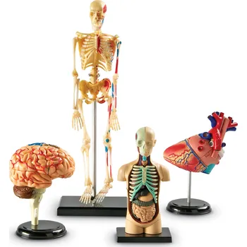 Learning Resources® Anatomické modely lidského těla - set (srdce, mozek, tělo, lidská kostra)