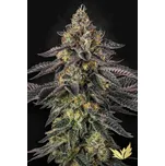 Paradise Seeds Sunset Paradise Balení: 5ks