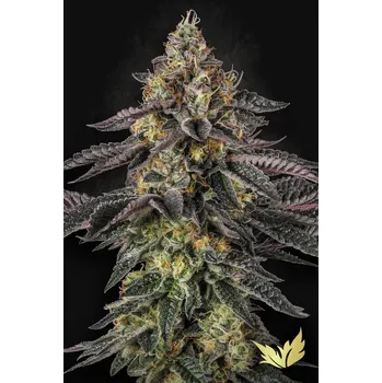 Semeno Paradise Seeds Sunset Paradise Balení: 5ks