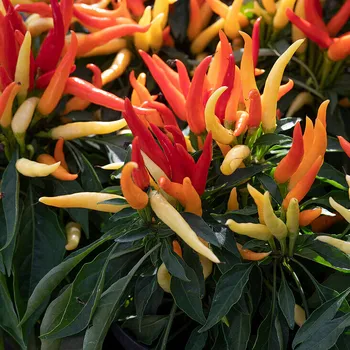 Semeno Naschzipfel (Medusa) - chilli semena 1 ks