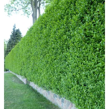 Sazenice Ptačí zob obecný ´ATROVIRENS´ 80-100 cm, kont. 2 l