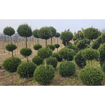 Květináč Thuja occidentalis 3x