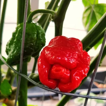 Semeno Dragons Breath - chilli semena 1 ks