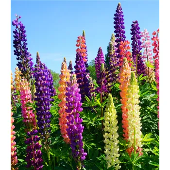 Semeno Lupina mnoholistá mix Lupinus Polyphyllus 20 ks