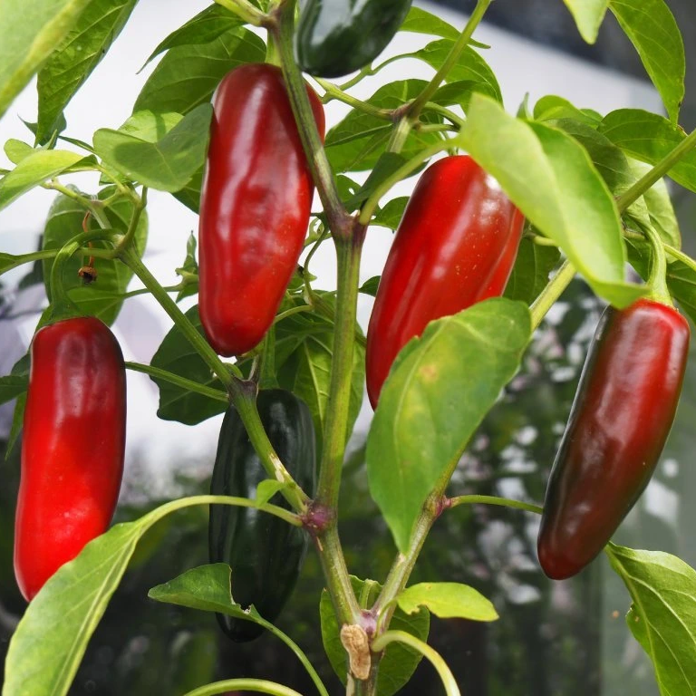 Jalapeno Early - chilli semena 1 ks
