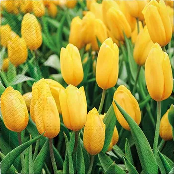 Papírový ubrousek Ubrousky PAW Dekor L (20ks) Tulips Field