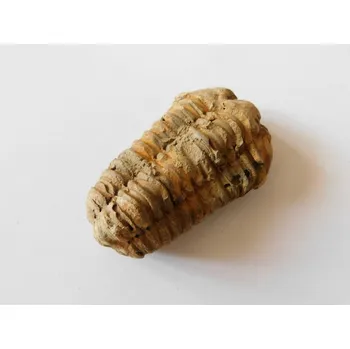 Přírodní kámen TRILOBITY Maroko, cca 8 cm