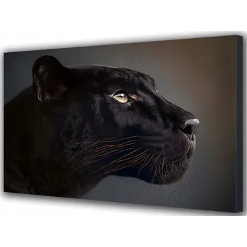 Obraz Obraz na plátně Černý panter na šedém pozadí 70x50 cm