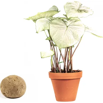 Gardners Caladium Florida Moonlight - hlíza Kaládium, andělská křídla, užovník