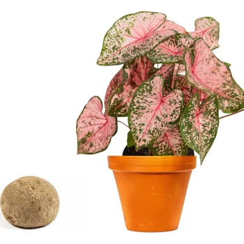 Gardners Caladium Pink Beauty - hlíza Kaládium, andělská křídla, užovník