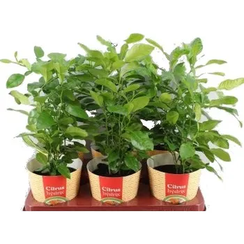 Sazenice Citrus Hystrix - kafrová limeta