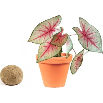 Gardners Caladium Fiesta - hlíza Kaládium, andělská křídla, užovník