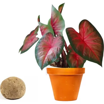 Gardners Caladium Royal Flush - hlíza Kaládium, andělská křídla, užovník