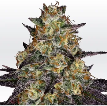 Semeno Paradise Seeds El Dorado OG Balení: 5ks