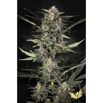 Semeno Paradise Seeds Auto Wappa Balení: 3ks