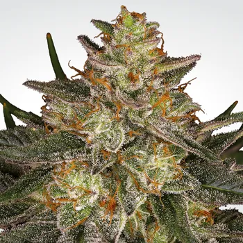 Semeno Paradise Seeds Dutch Kush Balení: 5ks