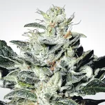 Paradise Seeds Sensi Star Balení: 10ks