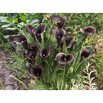 Semeno Zantedeschia Kultivar: Dubai Nights