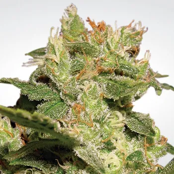 Semeno Paradise Seeds Auto Jack Balení: 5ks