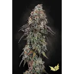 Paradise Seeds White Noise Balení: 5ks