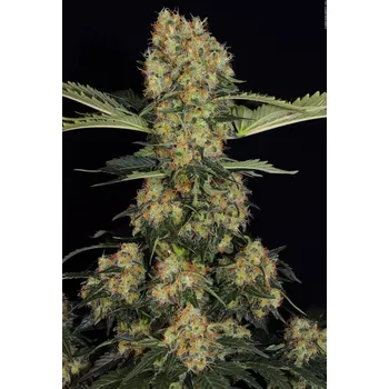 Semeno Paradise Seeds Blue Kush Berry Balení: 5ks