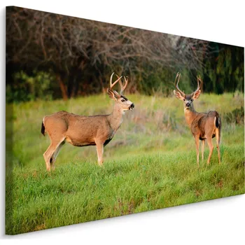 Obraz Obraz do obýváku jeleni les KRAJINA 3D 30x20
