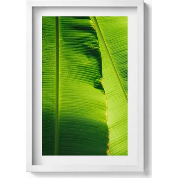 Obraz Dekorativní nástěnný obraz s grafikou Zelené banánové listy na slunci 40x60 cm