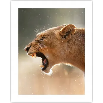 Obraz Obraz plakát na zeď bez rámu 40x50 zvířata plakáty do obýváku ložnice