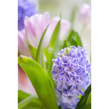 Obraz Plakát Hyacint a tulipány detail, bez rámu, 61 x 90,5 cm