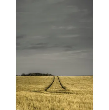 Obraz Plakát Pšeničné pole bez rámu 29,7 x 42 cm