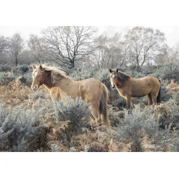 Obraz Plakát Koně na svobodě bez rámu 42 x 29,7 cm